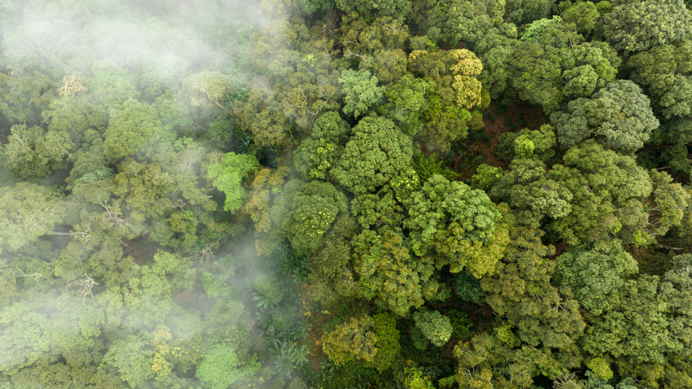 Trees and mist